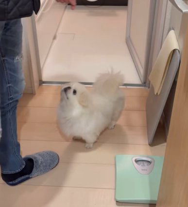 脱衣所で男性を見上げるペキニーズ