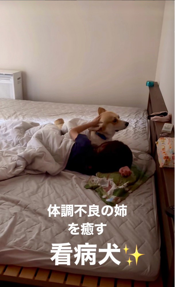 前を向いて真顔の犬