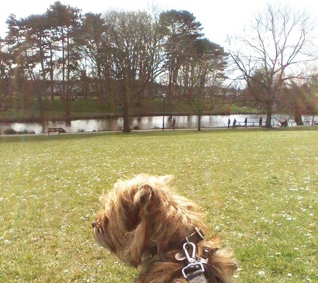 公園を散歩中の犬の後ろ姿