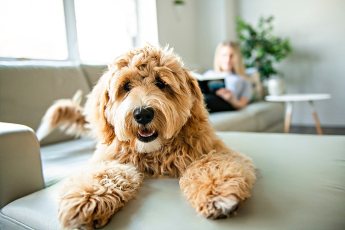 ソファでくつろぐ犬