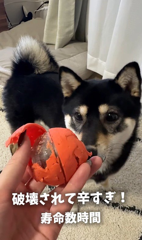 ボールで遊ぶはるちゃん4