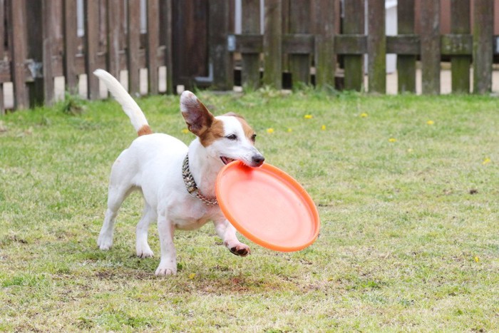 フリスビーを咥える犬