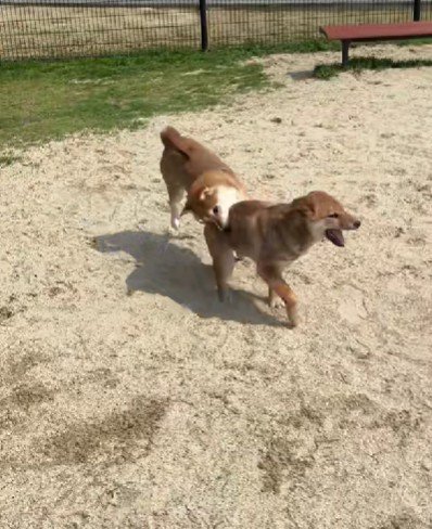 毎日わんぱくに暮らしてます