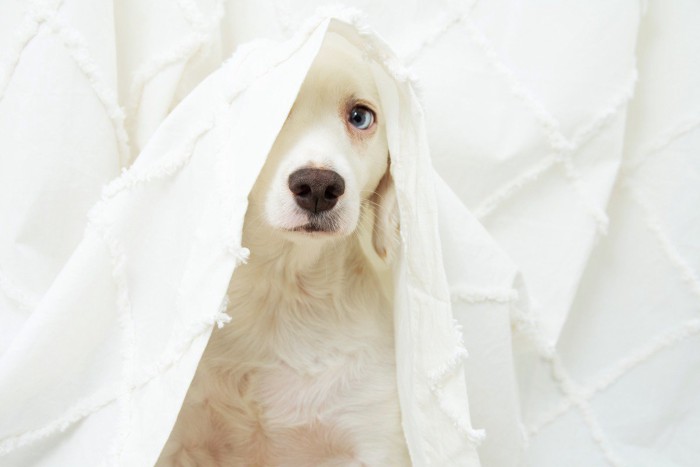 不安げな犬