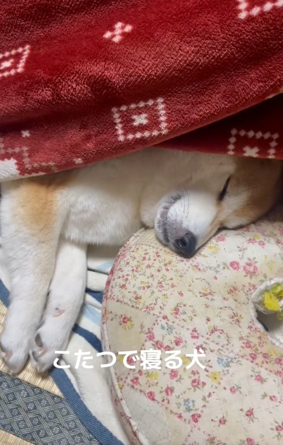 コタツで寝るまめ太くん