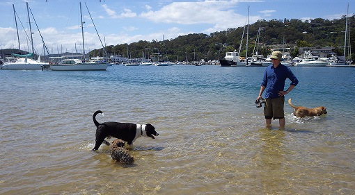 海で遊ぶ犬たち