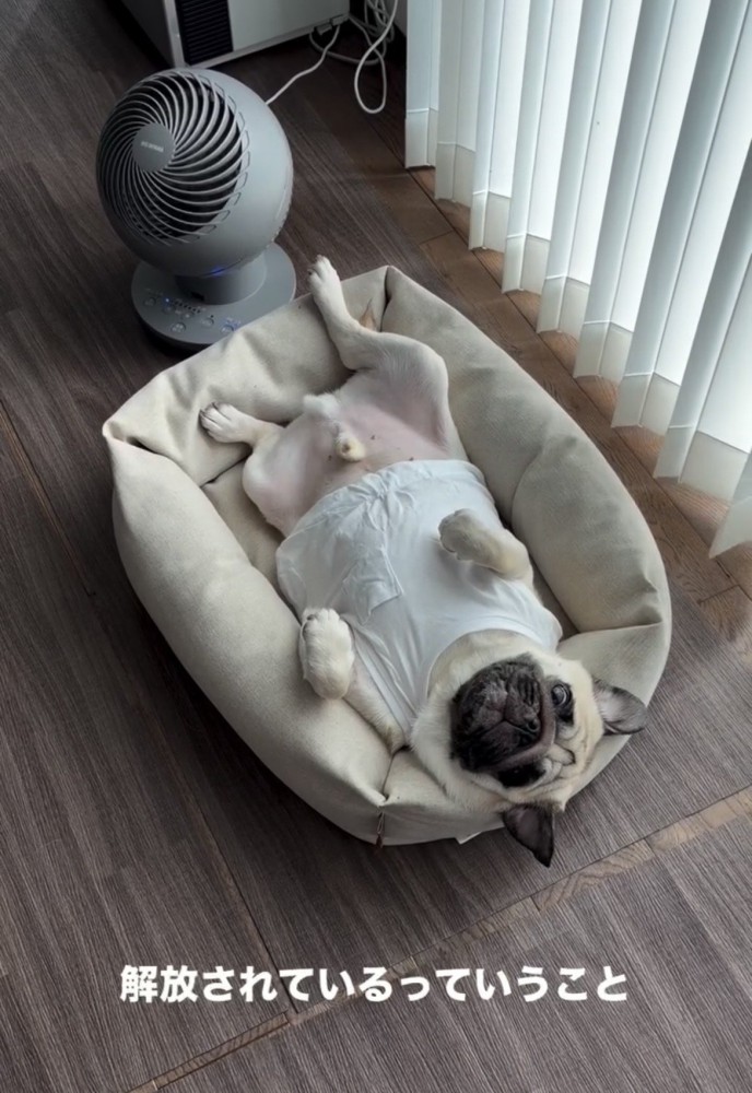 手足を広げて寝る犬