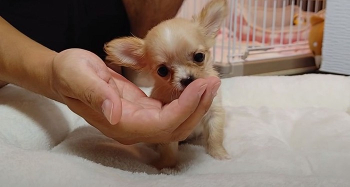 手からご飯を食べる子犬