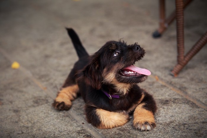 舌を出して伏せている黒い子犬