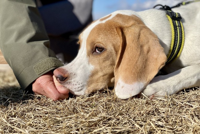 散歩中に座り込んでしまう犬