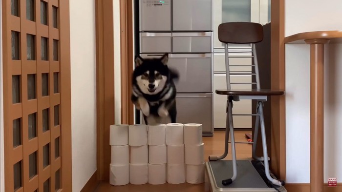 大河くんのトイレットペーパーチャレンジ2