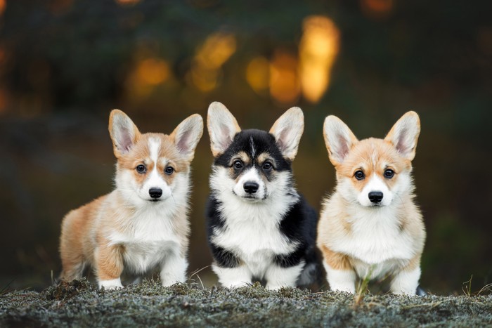 並んで前を見つめる3頭のウェルシュ・コーギー・ペンブロークの子犬たち