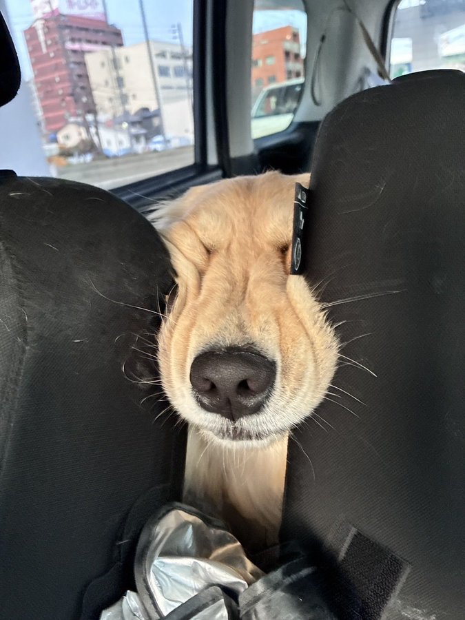 のんびり過ごしていた「るん」ちゃんのお姿