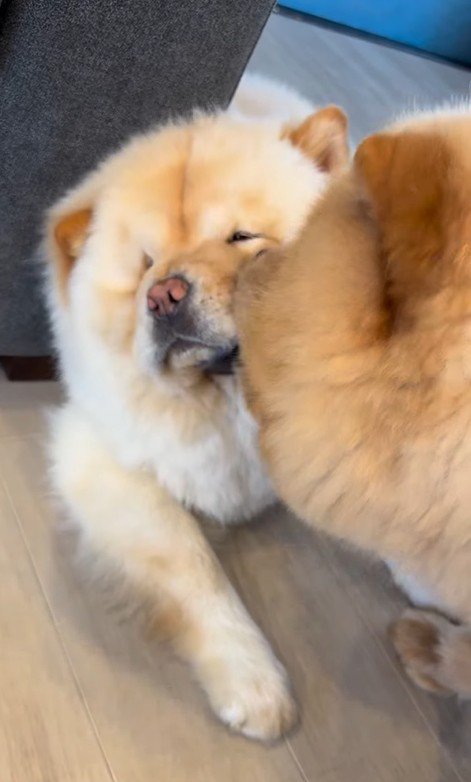 小梅ちゃんとちゃちゃまる君3