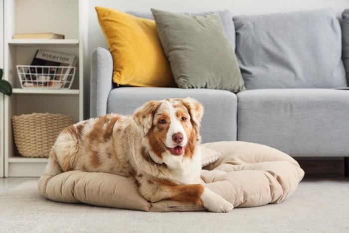 ソファー前に犬用のベッド