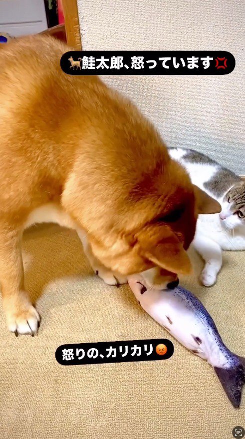 ぬいぐるみに顔を近づける犬