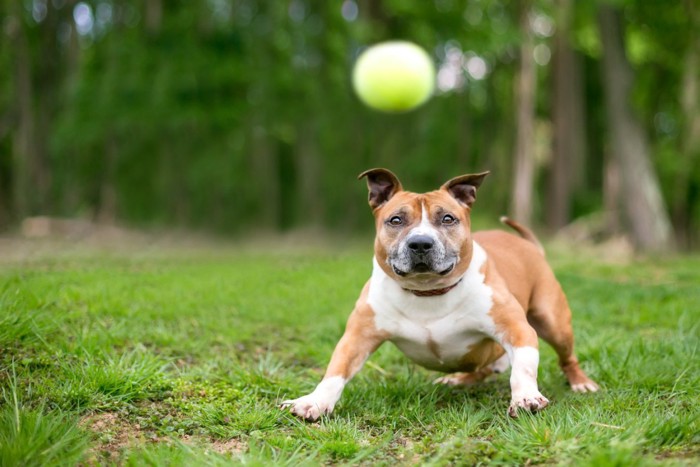 空中のボールを見定めている犬