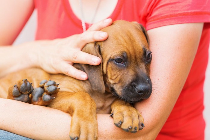 抱っこされている茶色い子犬