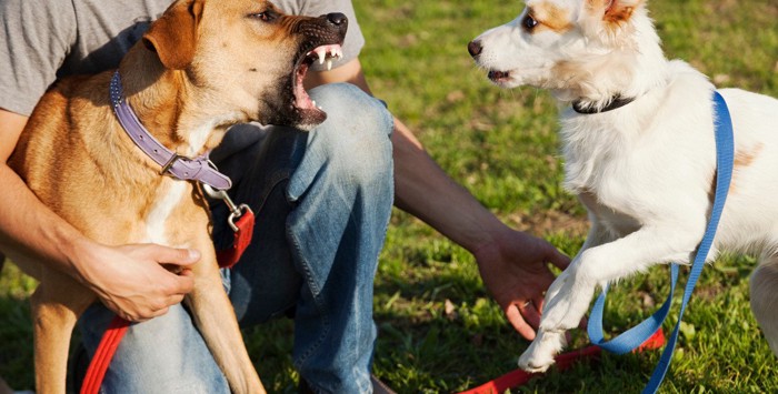 吠える犬と吠えられる犬