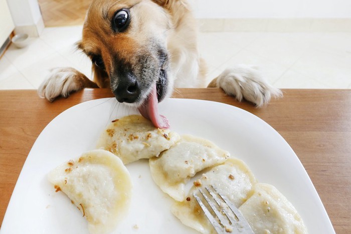 お皿の上の食事を舐める犬