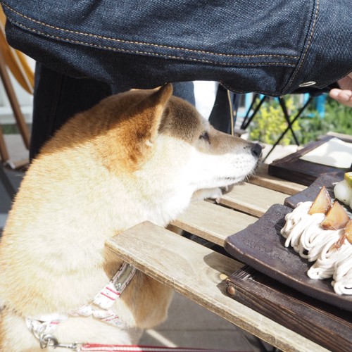 #犬とお団子#