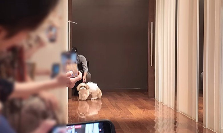 リングドッグに挑戦するつぶちゃん5