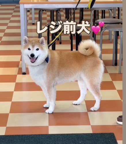 カメラに向かってにっこりする犬
