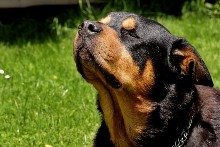 空気のニオイを嗅ぐ犬