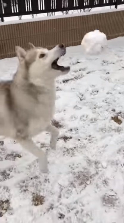 雪玉を放り投げるヴィヴィアンくん