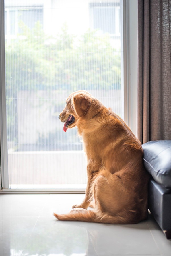 窓際にいる犬