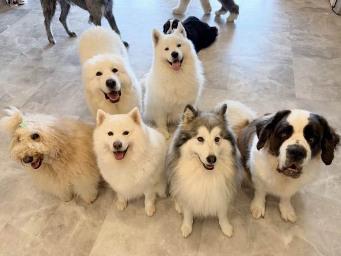 大型犬
