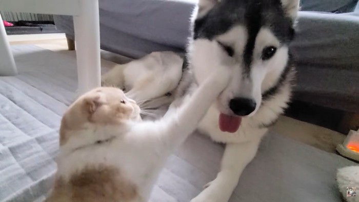 感謝の気持ちを込めて猫パンチ♡