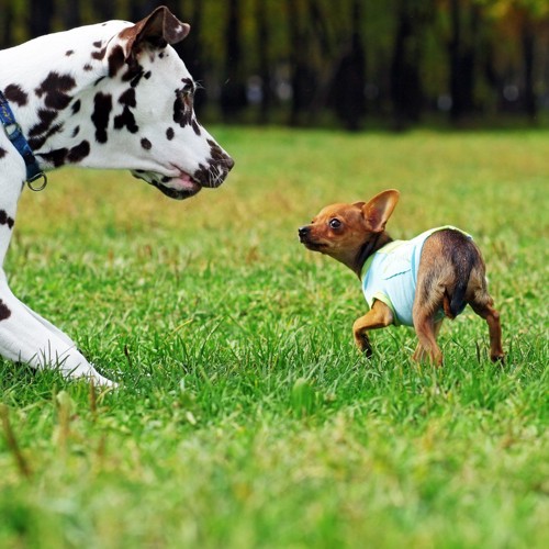 犬同士のにらみ合い