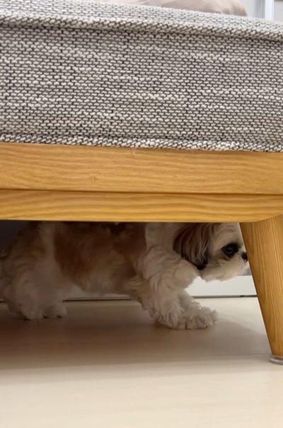ソファの下の小型犬