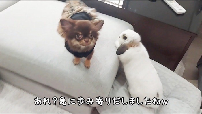 子犬の傍にやってきたうさぎ