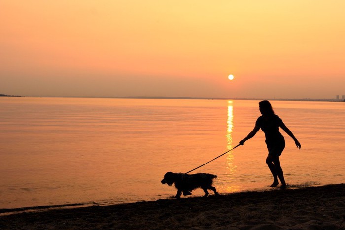 夕暮れのビーチを散歩する犬と女性