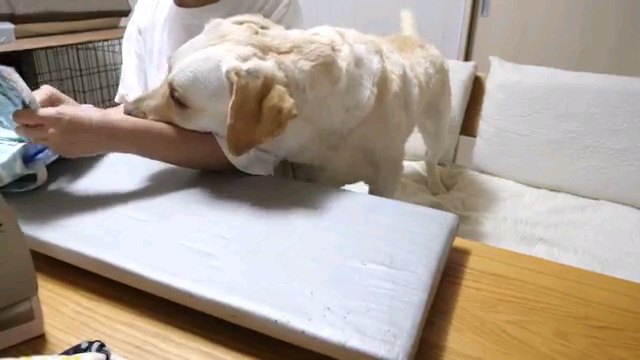 腕に顔を乗せる犬