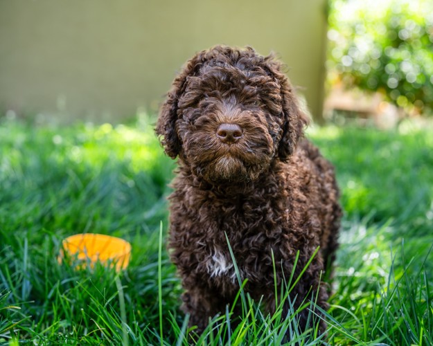 正面を見つめながら立つバルビーの子犬