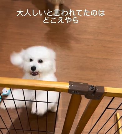 柵の向こうでおおはしゃぎするビションフリーゼ