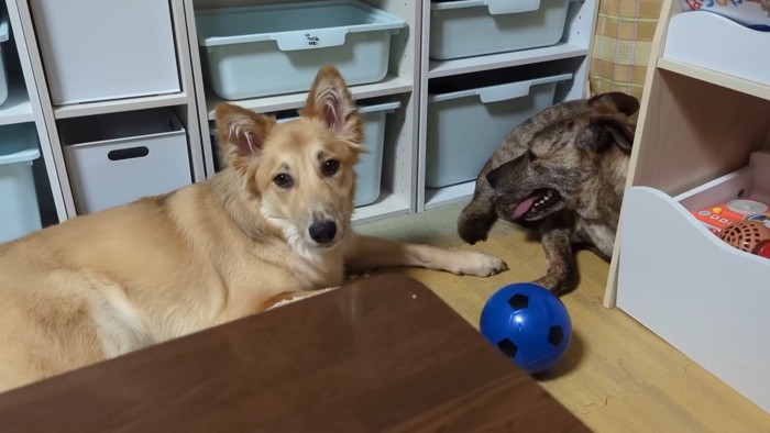 りゅうさんを励ますもかちゃん8