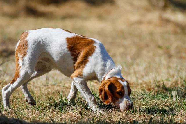 地面の匂いを嗅いでいる犬