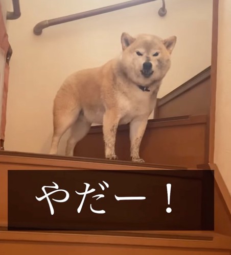 階段に佇む柴犬