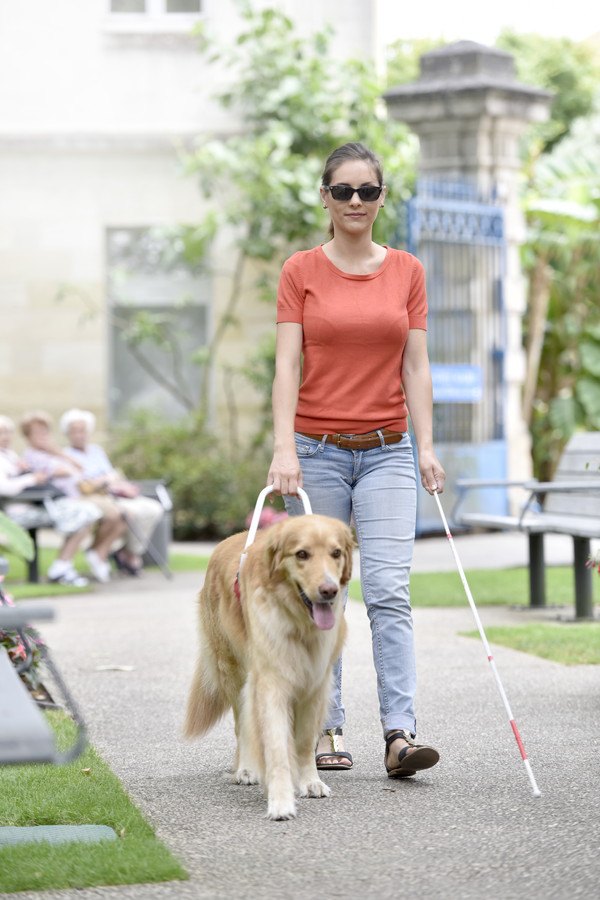 盲導犬と歩く女性、ゴールデン