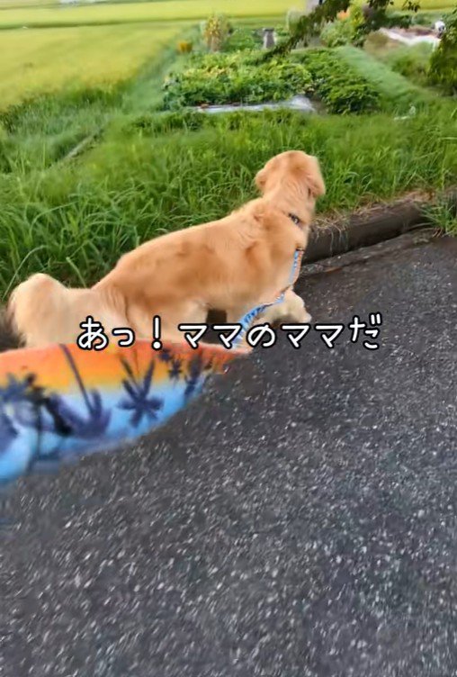 おばあちゃんを発見！