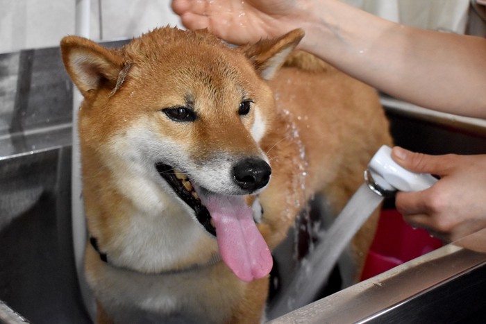 シャンプーをされる犬