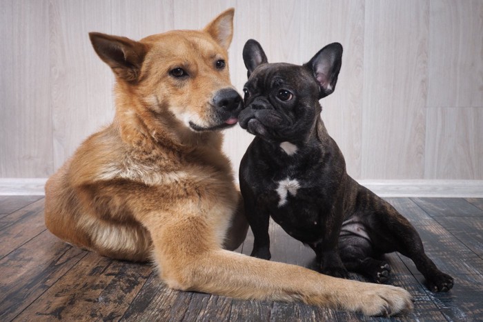 寄り添っている茶色の中型犬とフレブル