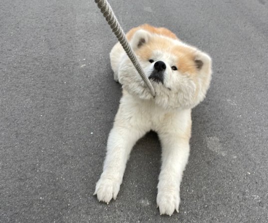 秋田犬