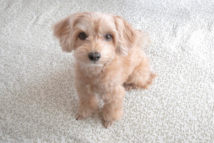 じっと見つめる小型犬