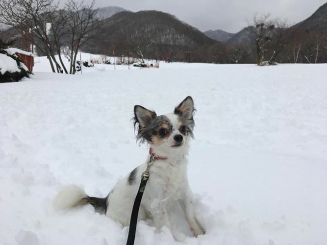 雪原にチワワ