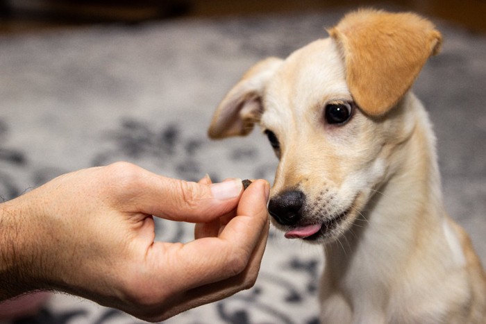 トリーツを使ってトレーニング中の犬